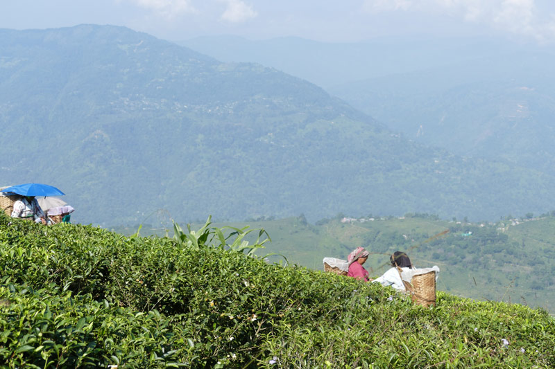 Teesammlerinnen in Darjeeling für Teekampagne