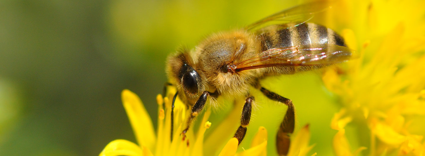 Bessere Pestizidkontrolle für die Bienen