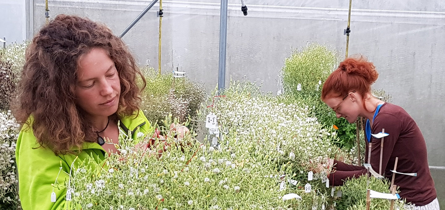 Vereinte Gärten: Ernte der Samen verschiedener Kreuzungen bei Sativa in Rheinau CH