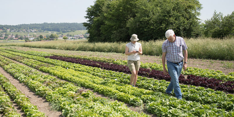 Vereinte Gärten: Feldbegehung Salat Sichtung800x400