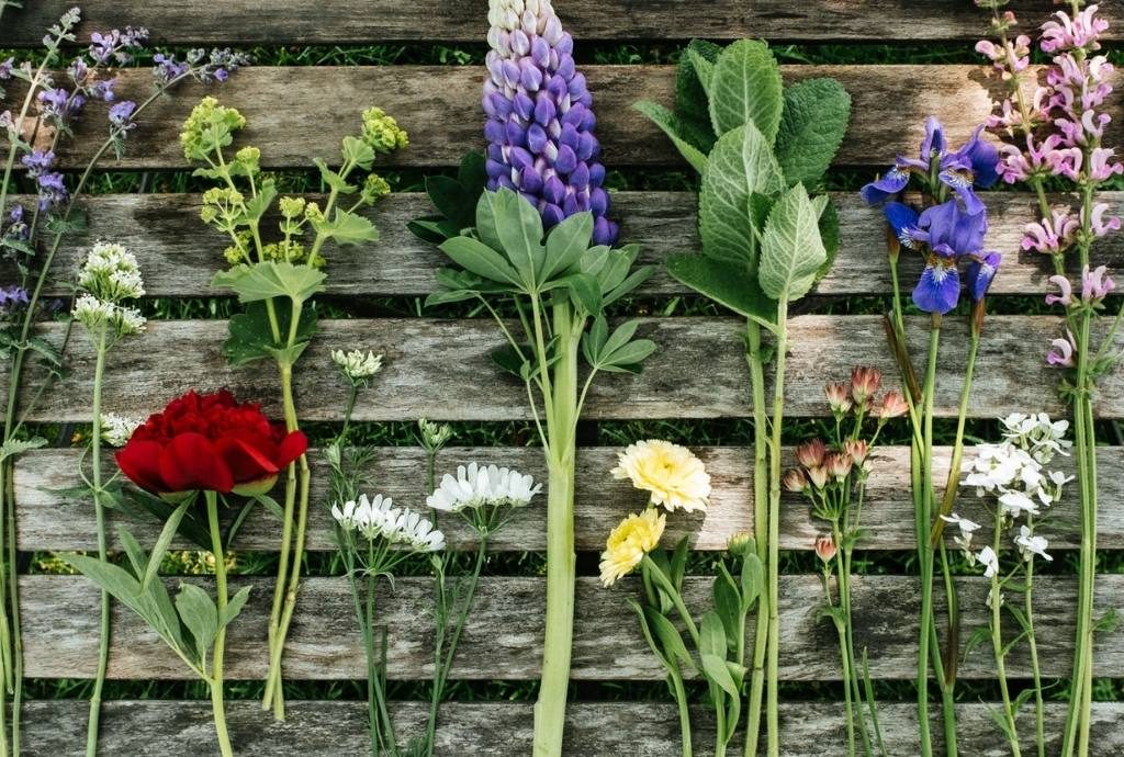 Nachhaltige Schnittblumen: Slowflowers statt Giftblumen