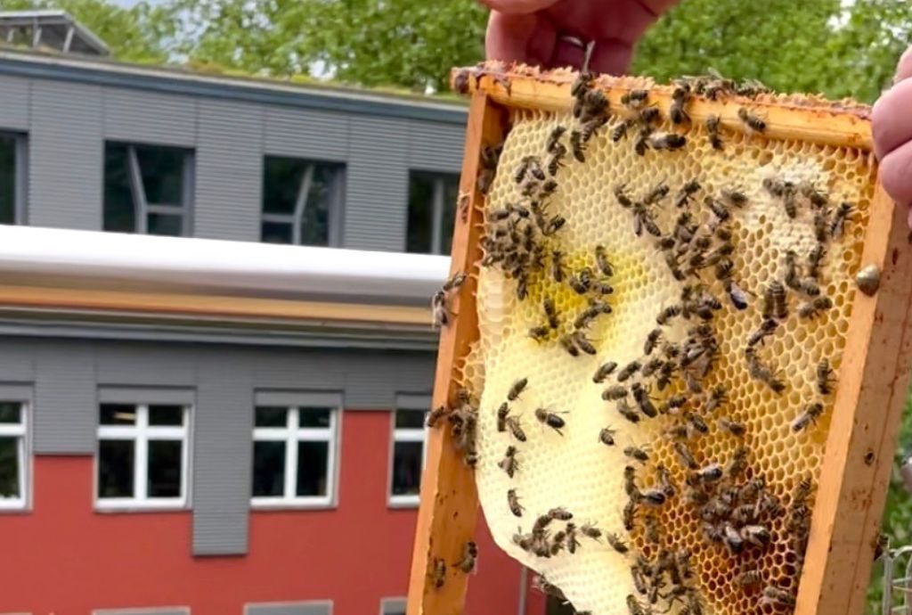 Warum es nicht reicht, die Honigbiene zu retten