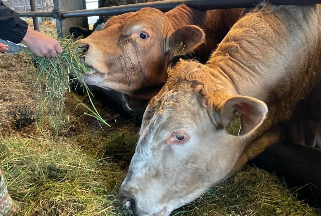 Kühe im Stall fressen - wie sollte Tierhaltung aussehen_GLS-Bank