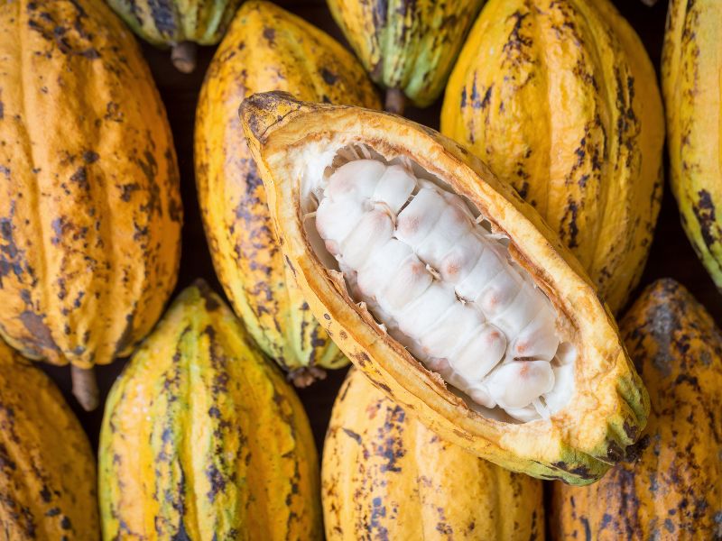 Das Bild zeigt Kakaobohnen.