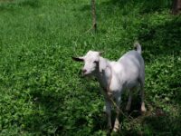 Eine Ziege auf einem grünen Feld