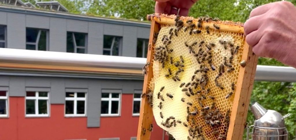 Eine Person hält eine Bienenwabe, die voller Honig ist. Es sind etliche Bienen zu sehen