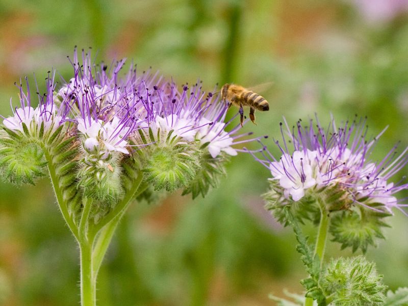 Das Foto zeigt Phacelia-Pflanzen und eine Biene.