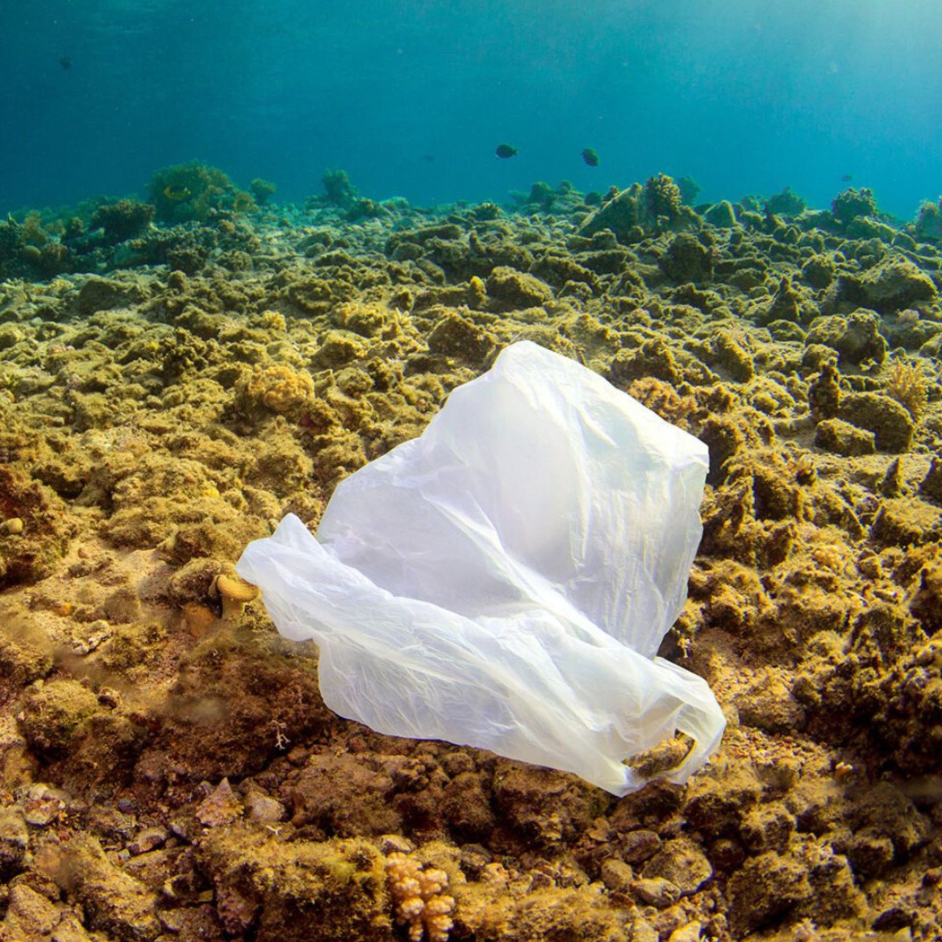 Eine Plastiktüte auf dem Meeresboden.