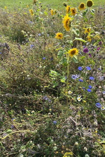 Ein Blühstreifen mit Sonnenblumen am Vogelsberg in Hessen, der mit dem Saatgut aus der Blühstreifen-Aktion 2024 entstanden ist.
