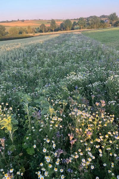 Ein Blühstreifen am Vogelsberg in Hessen, der mit dem Saatgut aus der Blühstreifen-Aktion 2024 entstanden ist.