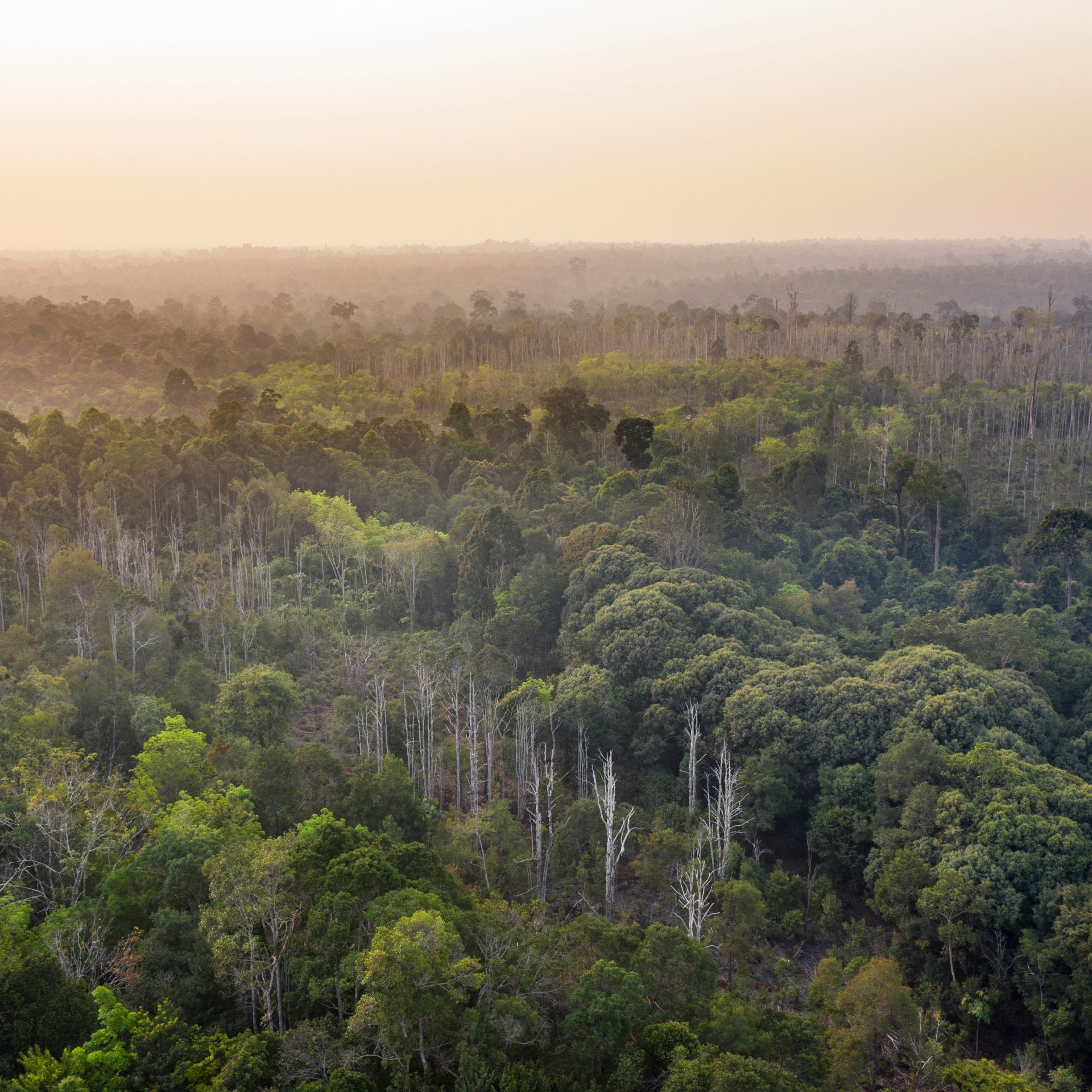 Der Klimagipfel im Regenwald
