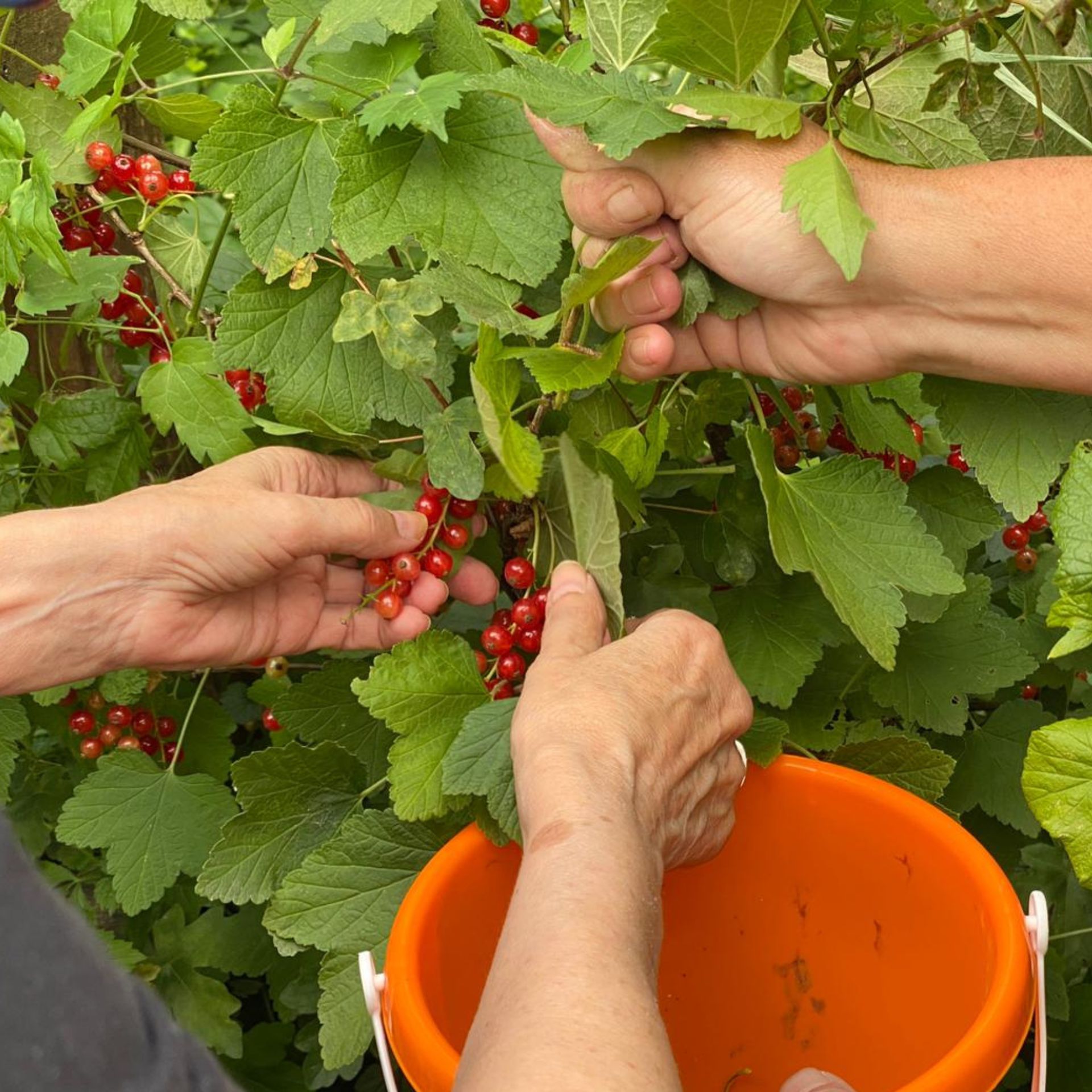 Auf dem Bild sind drei Hände zu sehen, die rote johannisbeeren von einem Strauch ernten. Ein Eimer steht direkt darunter bereit.