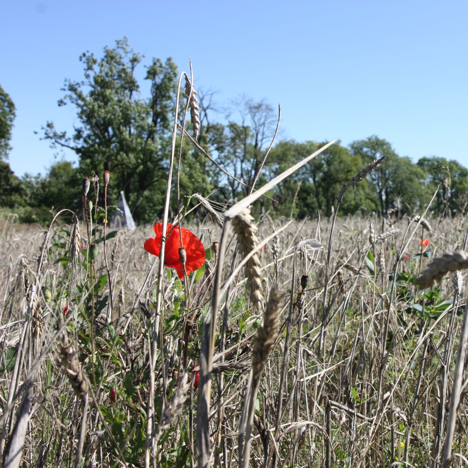 Biodiversität: Acker für Arten