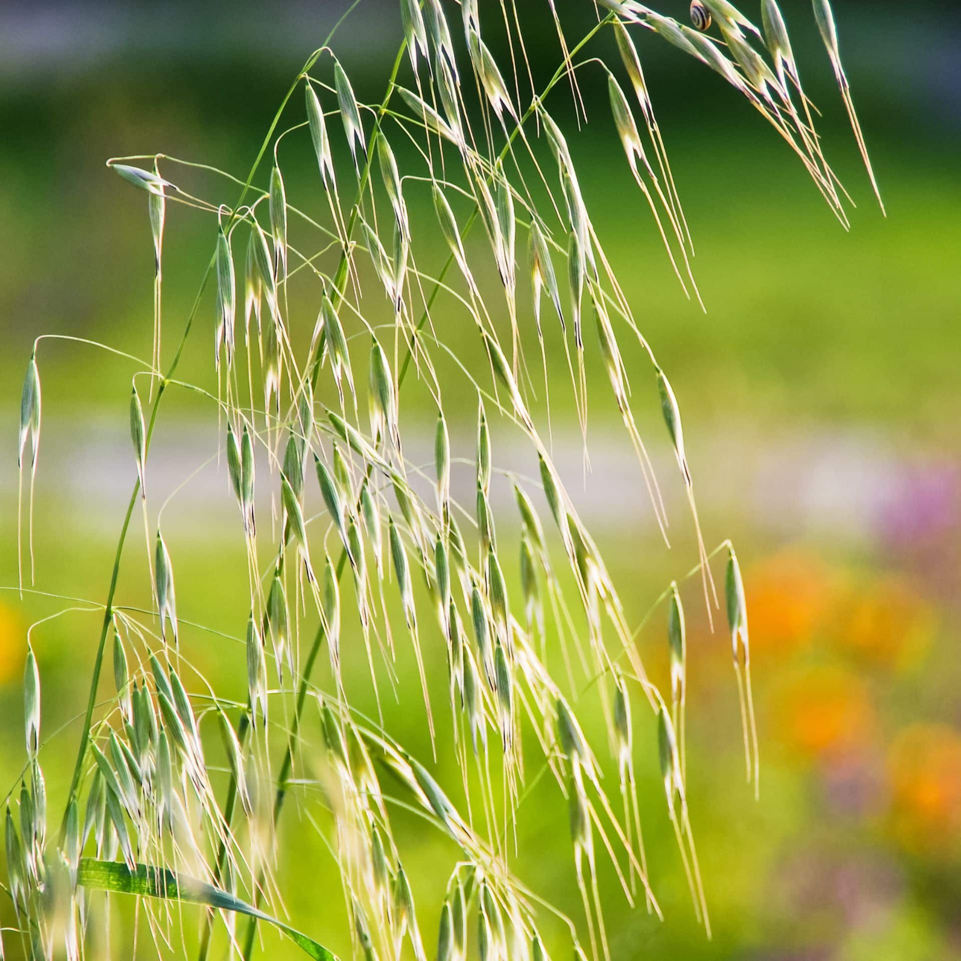 Warum ist Hafermilch teurer als Kuhmilch?