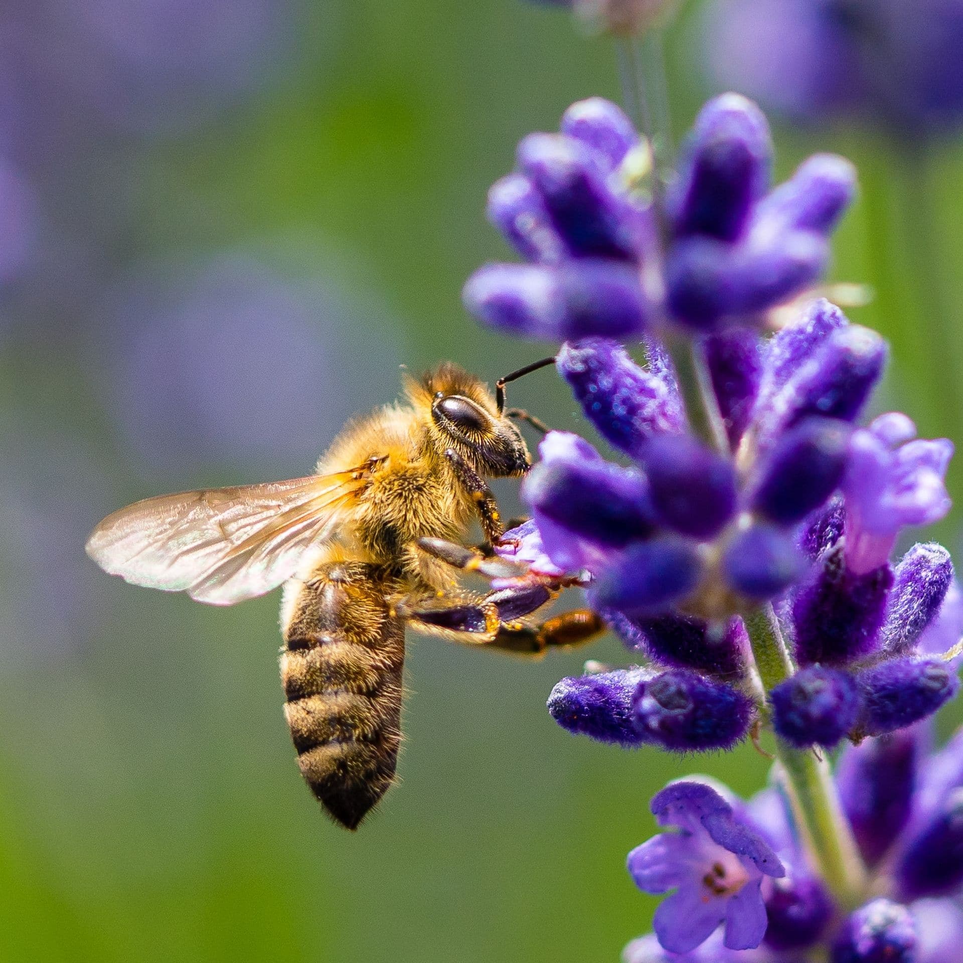 Aurelia Stiftung: Verletzliche Vielfalt