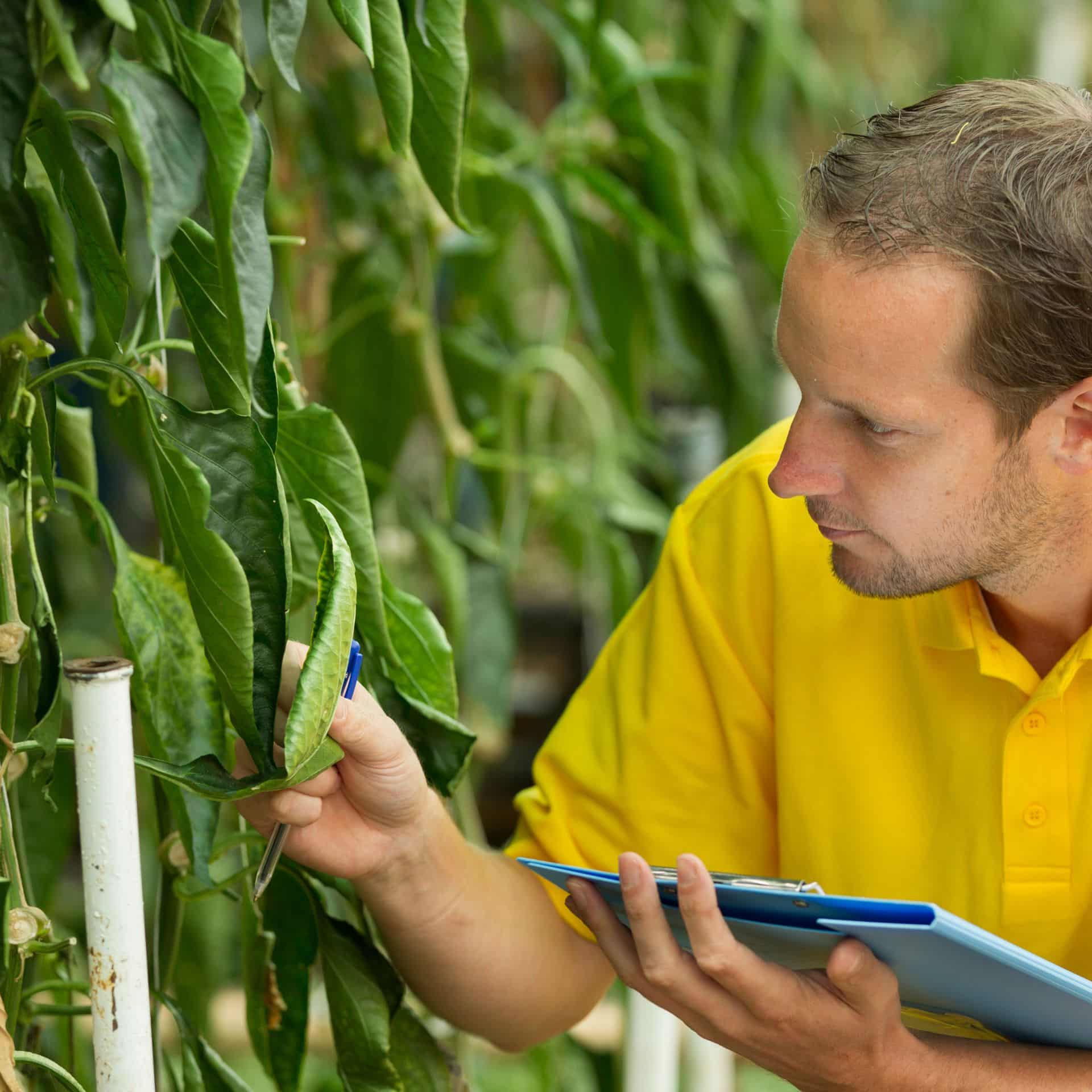 Endspurt: Jetzt Lockerung bei Gentechnik ablehnen