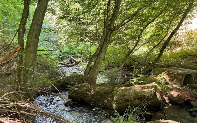 Blick in einen Wald mit Bach